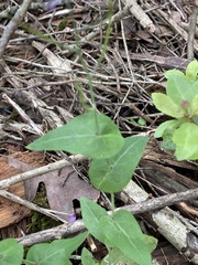 Streptanthus squamiformis