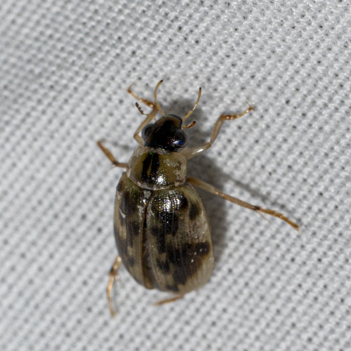 Berosus miles