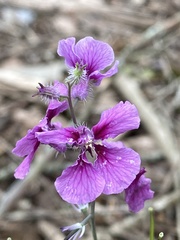 Streptanthus squamiformis