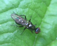 Nemopoda nitidula