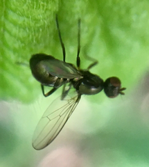 Nemopoda nitidula