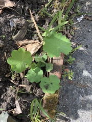 Alchemilla mollis