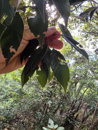 Castanopsis carlesii observed 2026-10-17