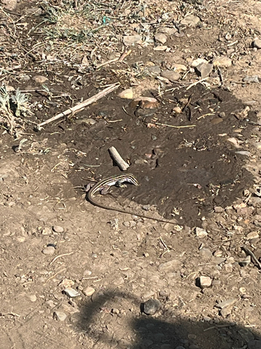 Chihuahuan Spotted Whiptail