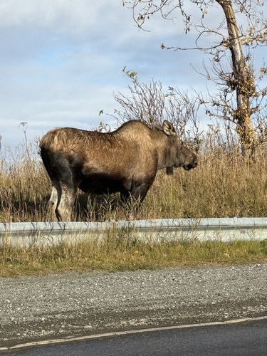 Moose observed by onekoolkid0