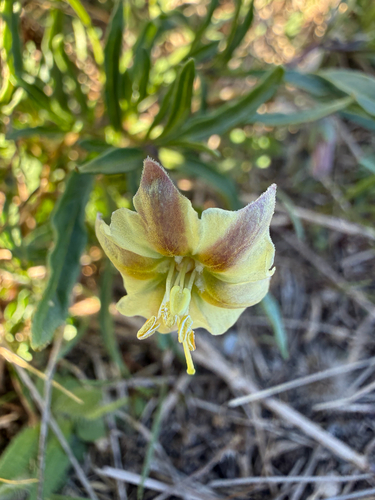 Edwards plateau five-eyes