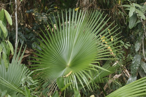 Saribus rotundifolius observed 2026-10-08