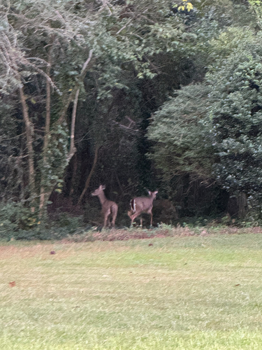 White-tailed Deer observed by nutegunray