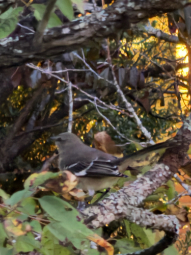 Northern Mockingbird observed by nutegunray