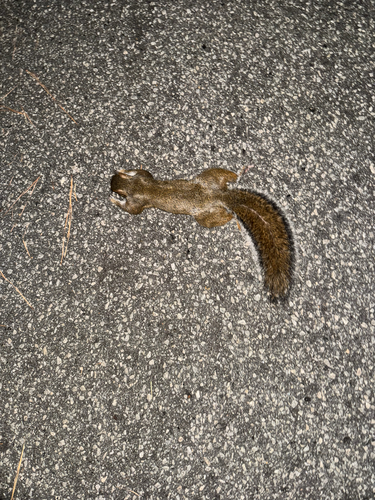 Eastern Gray Squirrel observed by nutegunray