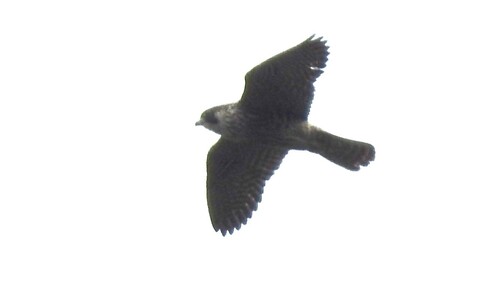 Halcón Peregrino observed by paco-nava