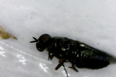 Scenopinidae