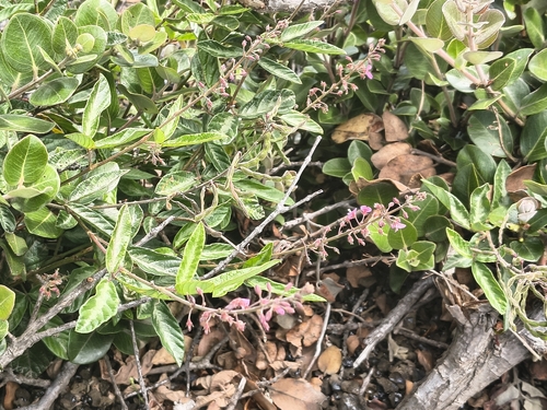 Desmodium, 2026-10-14