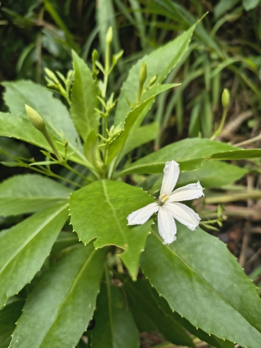 Scaevola chamissoniana observed 2026-10-14