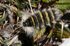 Lycia alpina