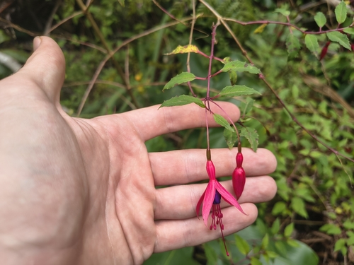 Fuchsia magellanica observed 2026-10-14