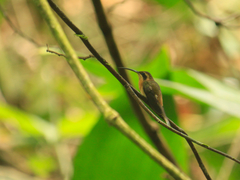 Phaethornis longuemareus