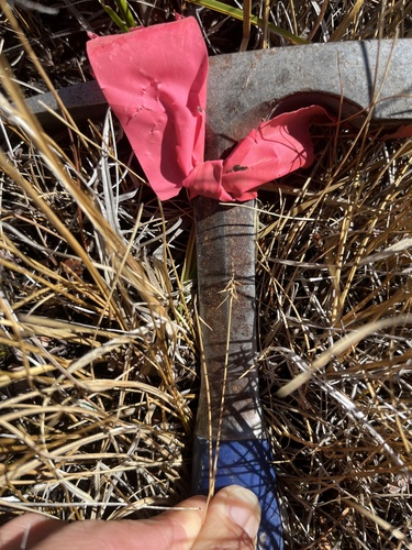 Uncinia observed 2026-10-17