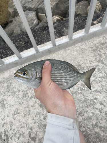 Kyphosus vaigiensis observed 2026-10-17
