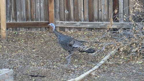 Wild Turkey observed by mattyboy1976