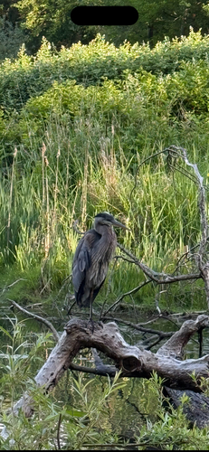 Great Blue Heron observed by soniakj