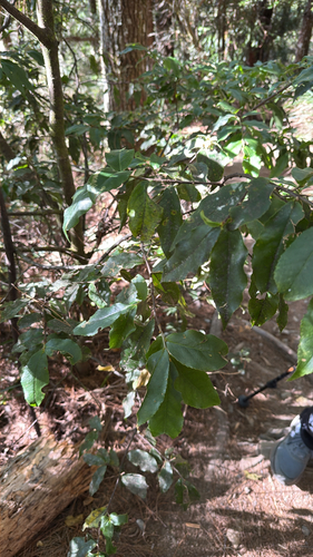 Symplocos lancifolia observed 2026-10-18