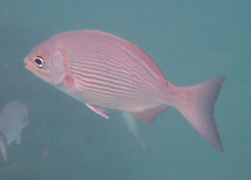 Kyphosus vaigiensis observed 2026-10-17