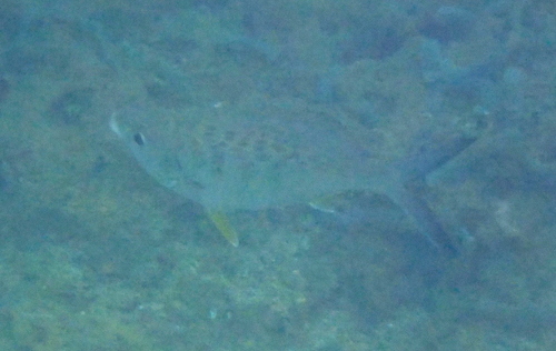 Gerres cinereus observed 2026-10-17