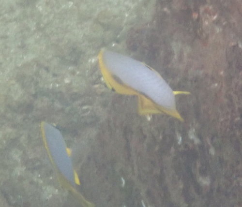 Chaetodon ocellatus observed 2026-10-17