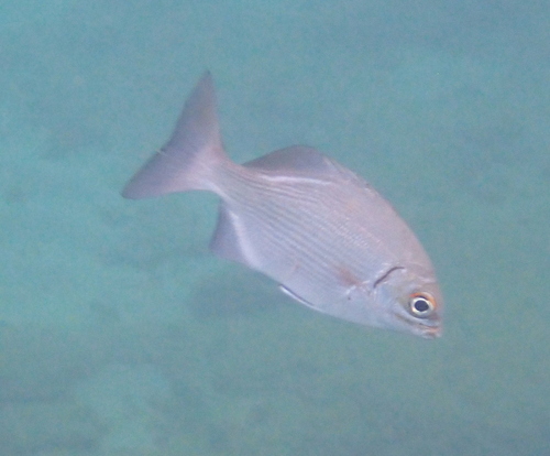 Kyphosus pacificus observed 2026-10-17