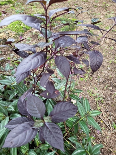 Alternanthera brasiliana observed 2026-10-16