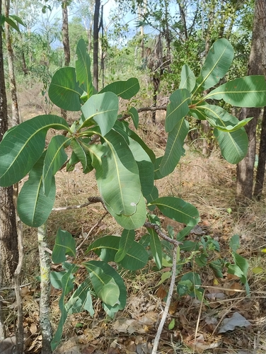 Buchanania obovata observed 2026-10-18