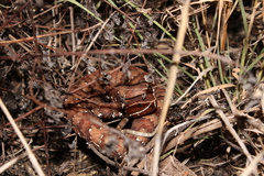 Agkistrodon russeolus