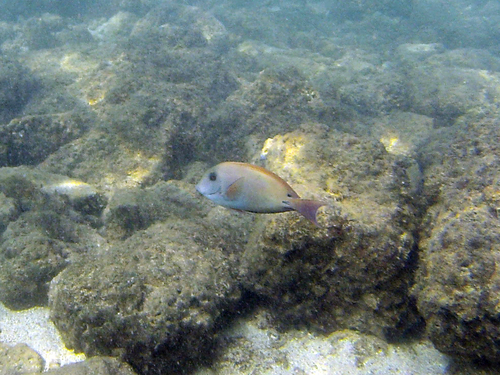 Acanthurus nigrofuscus observed 2026-10-17