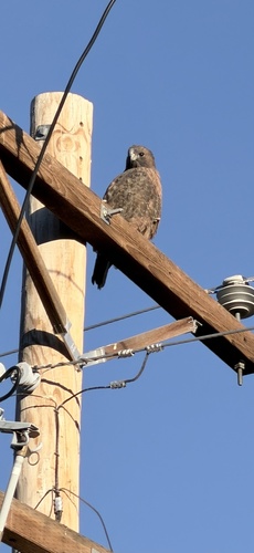 Red-tailed Hawk observed by waffle47