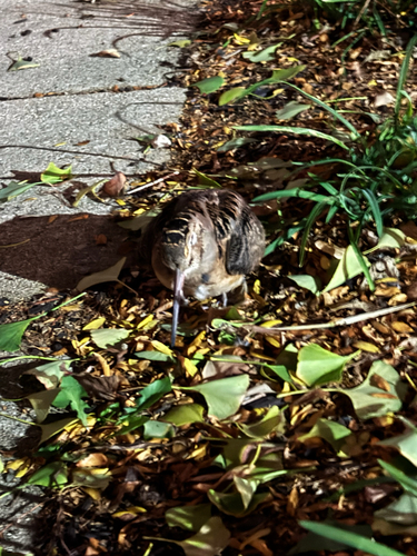 American Woodcock observed by snull