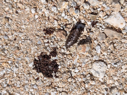 Phrynosoma cornutum, 2026-10-17