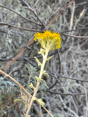 Eriophyllum staechadifolium, 2026-10-16