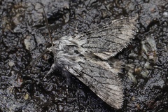 Brachionycha permixta