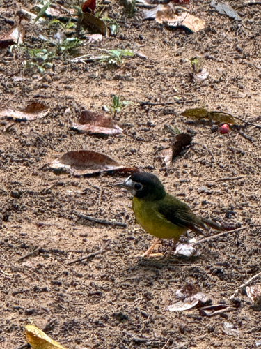 Tregellasia leucops observed 2026-10-18