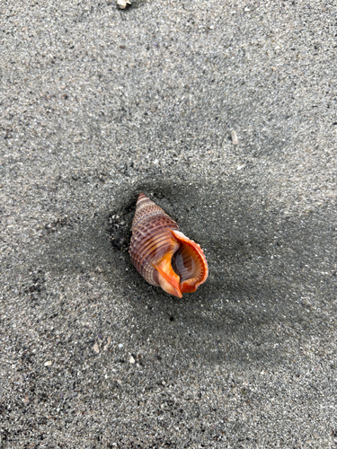 Nassarius fossatus, 2026-10-05