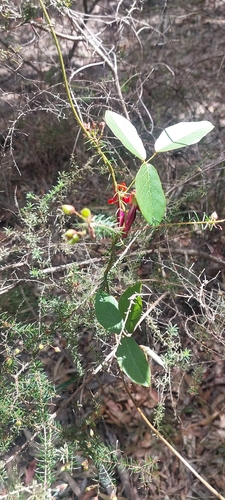Kennedia rubicunda observed 2026-10-18