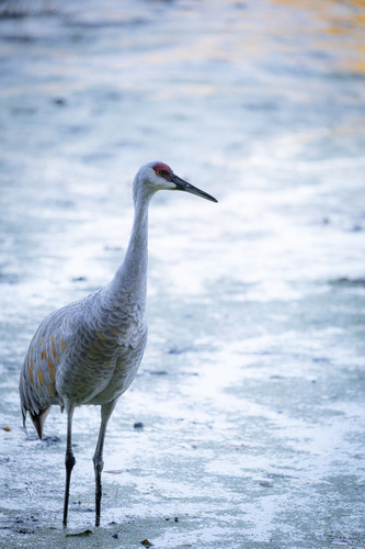 Sandhill Crane observed by brother_flower