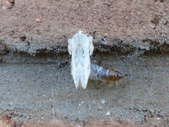 Naroma varipes