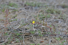 Camissonia strigulosa
