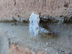 Naroma varipes