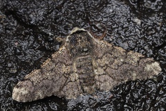 Biston robustum robustum