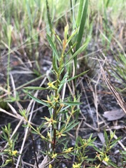 Ludwigia linifolia