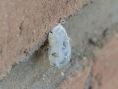 Naroma varipes