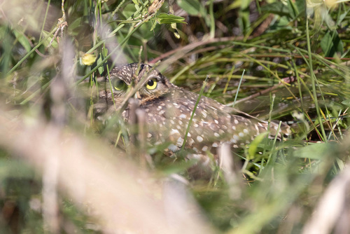 Burrowing Owl observed by rtshaw80
